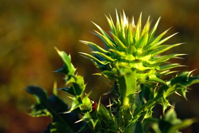 Close-up of fresh green plant