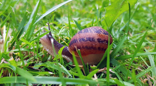 Close-up of snail on grass