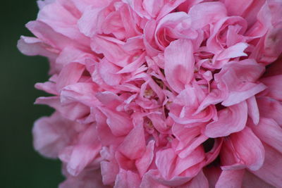 Close-up of pink flowers blooming in park