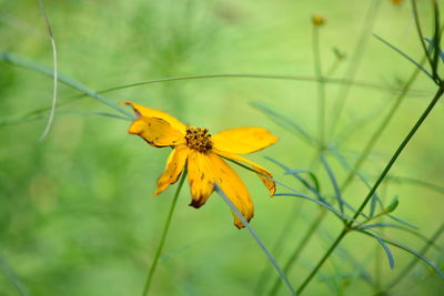 Close-up of butterfly on yellow flower