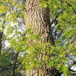 Low angle view of trees in forest