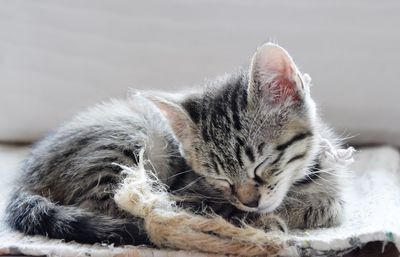 Close-up of cat sleeping