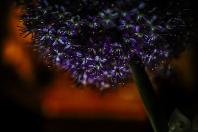 Close-up of purple flowering plant