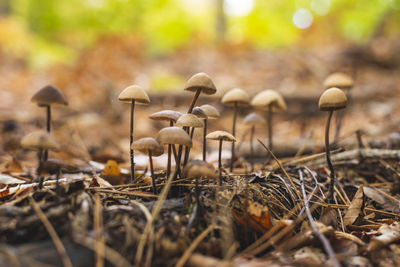 nature