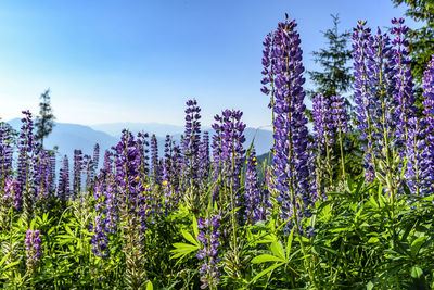 Close-up of purple flowering plants on field against sky