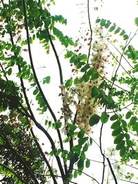 Low angle view of bee on branches