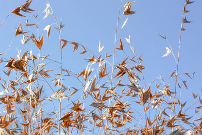 Low angle view of tree against clear blue sky