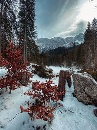 Trees on snow covered land against sky