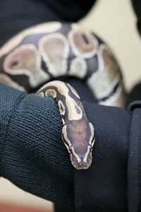 Close-up of snake on cropped hand