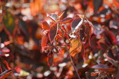 Close-up of red leaves on plant