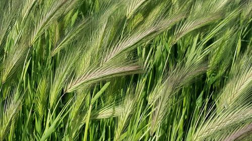 Full frame shot of wheat growing in farm