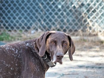 Close-up portrait of a dog