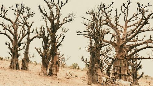 Bare trees on field