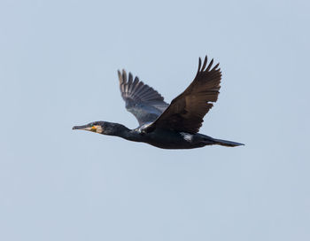 Low angle view of eagle flying against clear sky