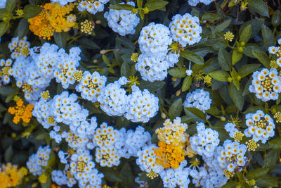 Full frame shot of flowering plants