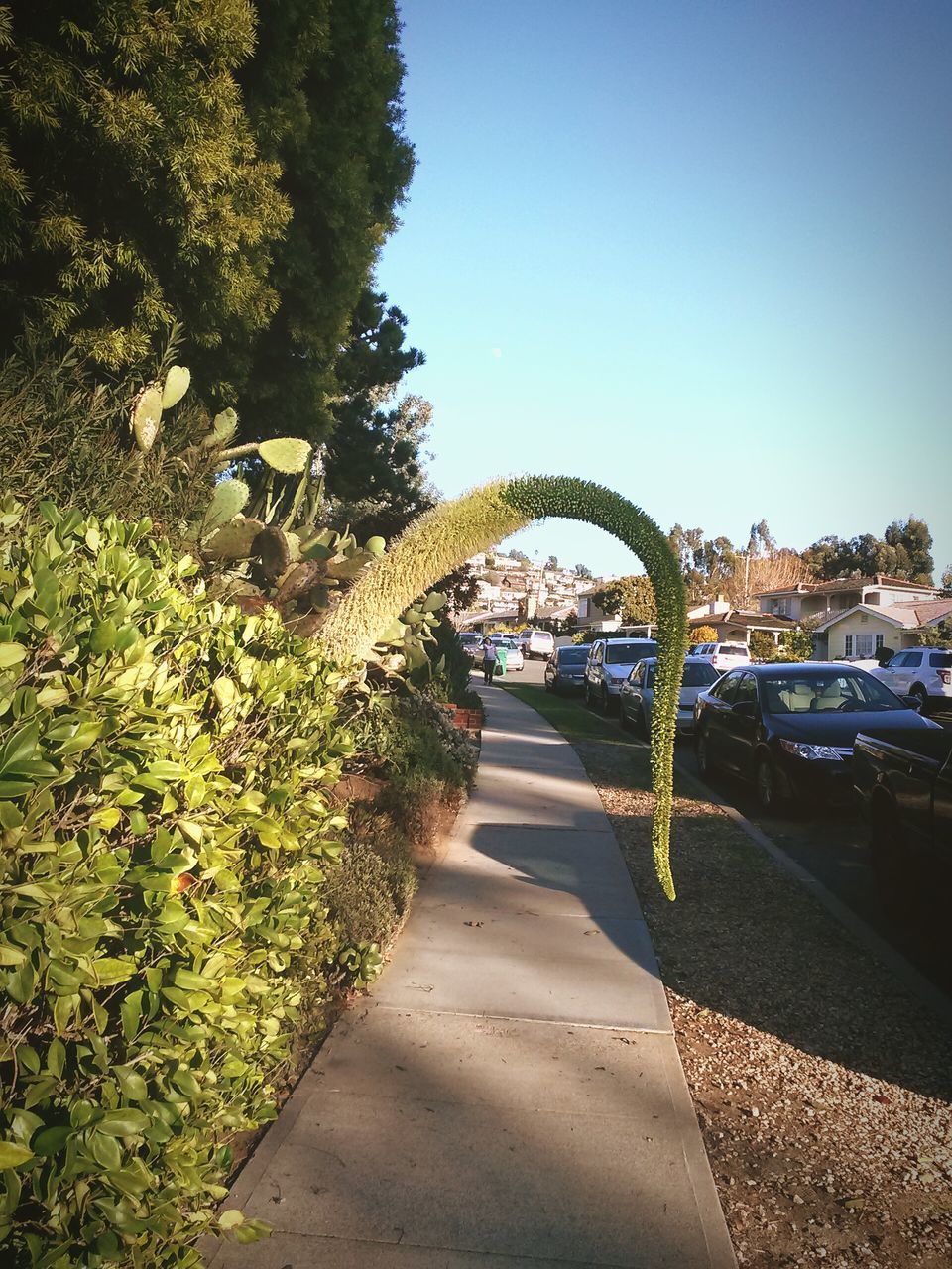 clear sky, built structure, architecture, tree, the way forward, road, arch, transportation, copy space, sunlight, connection, building exterior, blue, plant, bridge - man made structure, footpath, day, walkway, diminishing perspective, sky