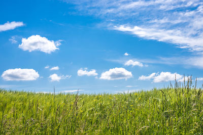 Scenic view of agricultural field against sky