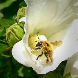 Close-up of bee pollinating on white flower