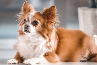 Close-up of a dog looking away
