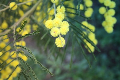 Close-up of yellow flowering plant