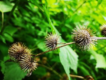 Close-up of dandelion on plant