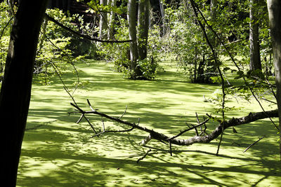 Scenic view of lake in forest