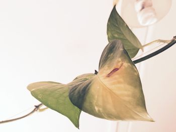 Close-up of flower