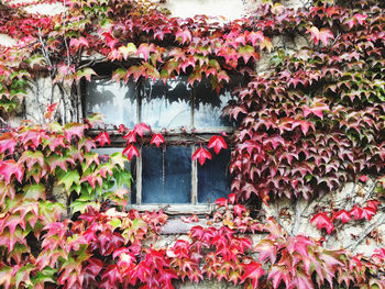 Red flowering plants by lake during autumn