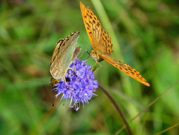 Close-up of butterfly pollinating on purple flower