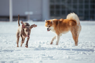 Dogs on snow covered land