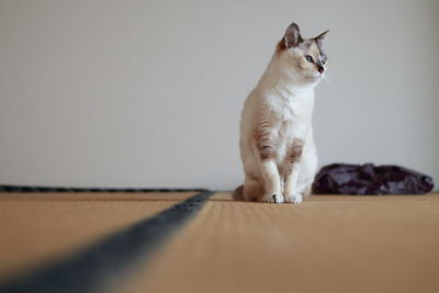 Cat looking away while sitting on floor at home