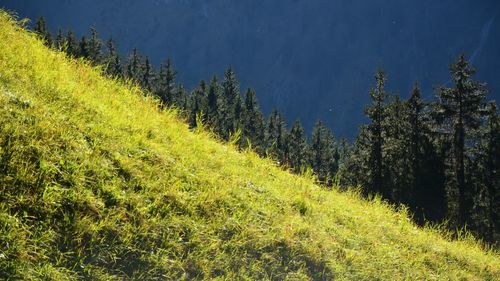 Scenic view of grassy field against sky