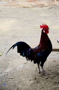 Close-up of rooster