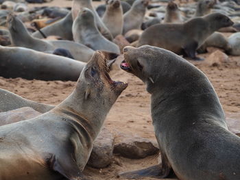 View of animals on beach