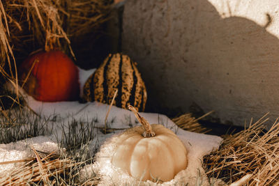 Close-up of pumpkins in snow