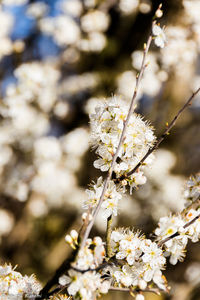 Close-up of cherry blossom tree