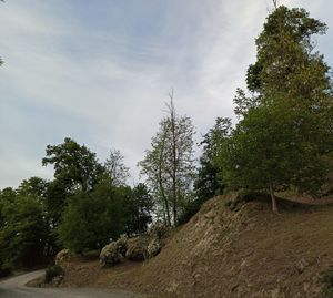 Trees growing on field against sky