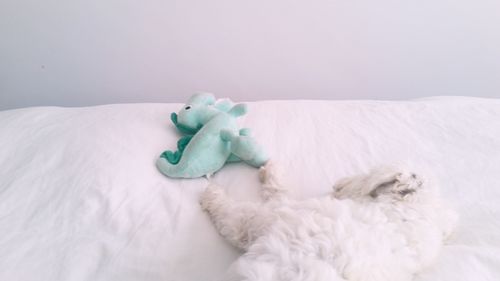 Dog sleeping in bed with toy dinosaur, light colours, white.