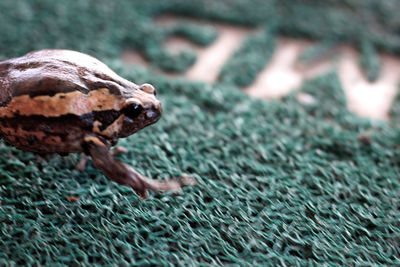 Close-up of frog on doormat 