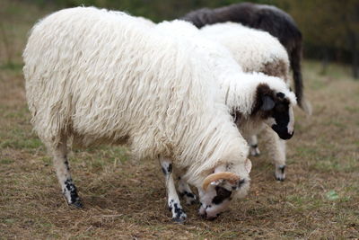 Sheep in a field