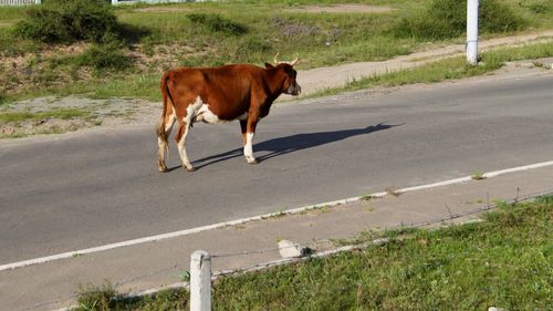Steer standing in middle of the road looking into distance