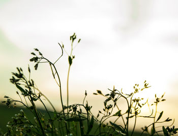 Close-up of plants growing on field against sky