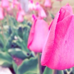 Close-up of pink flowers