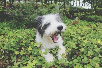 Close-up of dog in park