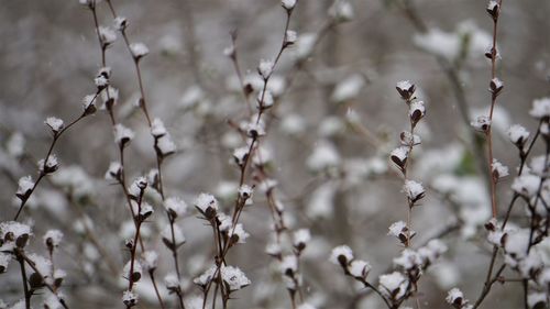 Close-up of cherry blossom on branch