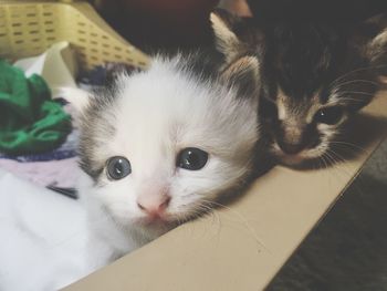 Close-up portrait of a kitten