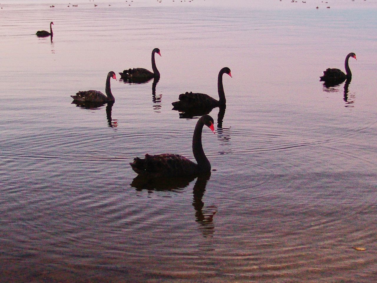 bird, animal themes, animals in the wild, wildlife, water, lake, flock of birds, reflection, waterfront, duck, nature, rippled, togetherness, medium group of animals, swimming, outdoors, water bird, beauty in nature, day