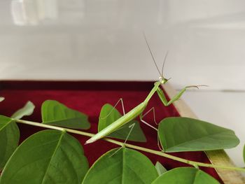 Close-up of insect on plant