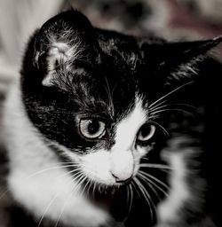 Close-up portrait of cat