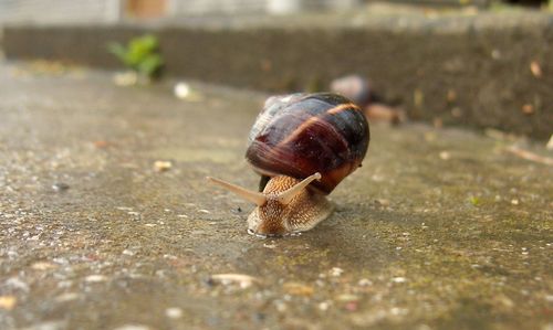 Close-up of snail